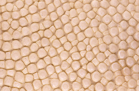 Cowtail Stingray (Pastinachus sephen) Epidermis **I have a fairly large collection of natural curiosities and decided to share some on JungleDragon. I have been collecting bits of nature for years and also have many friends who have shared things with me. Everything in my collection was ethically collected/harvested/sourced and is cruelty-free. Geotagged,Pastinachus,Pastinachus sephen,United States,Winter,cowtail stingray,epidermis,stingray