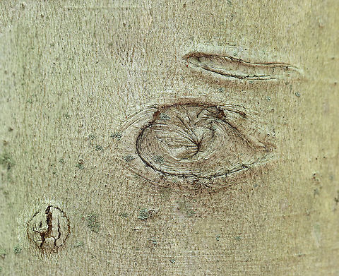 Dragon? The bark on this alder (Alnus sp.) looked like a dragon's face with a dragon eye, eyebrow, and little, button nose. 

Habitat: Mixed forest Alnus,Geotagged,Spring,United States,alder