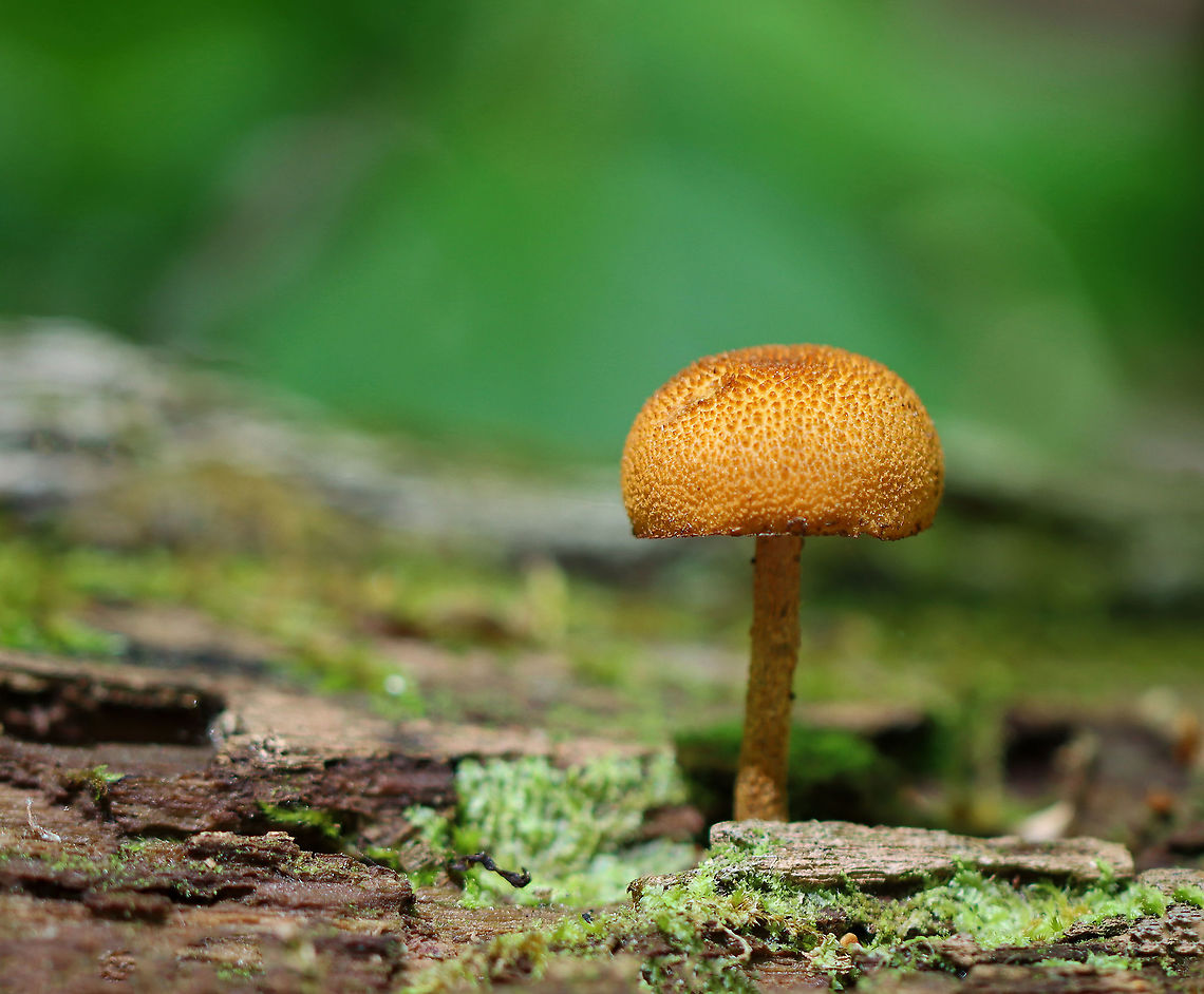 Flammulaster sp. Habitat: Growing on rotting, decorticated hardwood<br />
<figure class="photo"><a href="https://www.jungledragon.com/image/106282/flammulaster_sp.html" title="Flammulaster sp."><img src="https://s3.amazonaws.com/media.jungledragon.com/images/3232/106282_thumb.jpg?AWSAccessKeyId=05GMT0V3GWVNE7GGM1R2&Expires=1769040010&Signature=TTTfEEmApM70RGN1uiDSbxvasLI%3D" width="200" height="162" alt="Flammulaster sp. Habitat: Growing on rotting, decorticated hardwood<br />
https://www.jungledragon.com/image/106280/flammulaster_sp.html<br />
https://www.jungledragon.com/image/106281/flammulaster_sp.html Geotagged,Spring,United States" /></a></figure><br />
<figure class="photo"><a href="https://www.jungledragon.com/image/106281/flammulaster_sp.html" title="Flammulaster sp."><img src="https://s3.amazonaws.com/media.jungledragon.com/images/3232/106281_thumb.jpg?AWSAccessKeyId=05GMT0V3GWVNE7GGM1R2&Expires=1769040010&Signature=setV3tVzuIL7yPKpcL%2FXc4xa3iY%3D" width="116" height="152" alt="Flammulaster sp. Habitat: Growing on rotting, decorticated hardwood<br />
https://www.jungledragon.com/image/106280/flammulaster_sp.html<br />
https://www.jungledragon.com/image/106282/flammulaster_sp.html Geotagged,Spring,United States" /></a></figure> Flammulaster,Geotagged,Spring,United States,fungi,fungus,mushroom