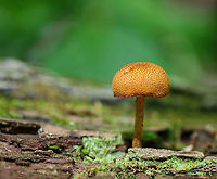 Flammulaster sp. Habitat: Growing on rotting, decorticated hardwood<br />
https://www.jungledragon.com/image/106282/flammulaster_sp.html<br />
https://www.jungledragon.com/image/106281/flammulaster_sp.html Flammulaster,Geotagged,Spring,United States,fungi,fungus,mushroom