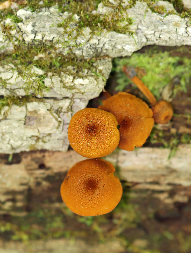 Flammulaster sp. Habitat: Growing on rotting, decorticated hardwood<br />
<figure class="photo"><a href="https://www.jungledragon.com/image/106280/flammulaster_sp.html" title="Flammulaster sp."><img src="https://s3.amazonaws.com/media.jungledragon.com/images/3232/106280_thumb.jpg?AWSAccessKeyId=05GMT0V3GWVNE7GGM1R2&Expires=1769040010&Signature=kdXZpR9FfJ%2FbZq7hWEYQ%2BkPSs5Y%3D" width="200" height="166" alt="Flammulaster sp. Habitat: Growing on rotting, decorticated hardwood<br />
https://www.jungledragon.com/image/106282/flammulaster_sp.html<br />
https://www.jungledragon.com/image/106281/flammulaster_sp.html Flammulaster,Geotagged,Spring,United States,fungi,fungus,mushroom" /></a></figure><br />
<figure class="photo"><a href="https://www.jungledragon.com/image/106282/flammulaster_sp.html" title="Flammulaster sp."><img src="https://s3.amazonaws.com/media.jungledragon.com/images/3232/106282_thumb.jpg?AWSAccessKeyId=05GMT0V3GWVNE7GGM1R2&Expires=1769040010&Signature=TTTfEEmApM70RGN1uiDSbxvasLI%3D" width="200" height="162" alt="Flammulaster sp. Habitat: Growing on rotting, decorticated hardwood<br />
https://www.jungledragon.com/image/106280/flammulaster_sp.html<br />
https://www.jungledragon.com/image/106281/flammulaster_sp.html Geotagged,Spring,United States" /></a></figure> Geotagged,Spring,United States