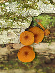 Flammulaster sp. Habitat: Growing on rotting, decorticated hardwood<br />
https://www.jungledragon.com/image/106280/flammulaster_sp.html<br />
https://www.jungledragon.com/image/106282/flammulaster_sp.html Geotagged,Spring,United States