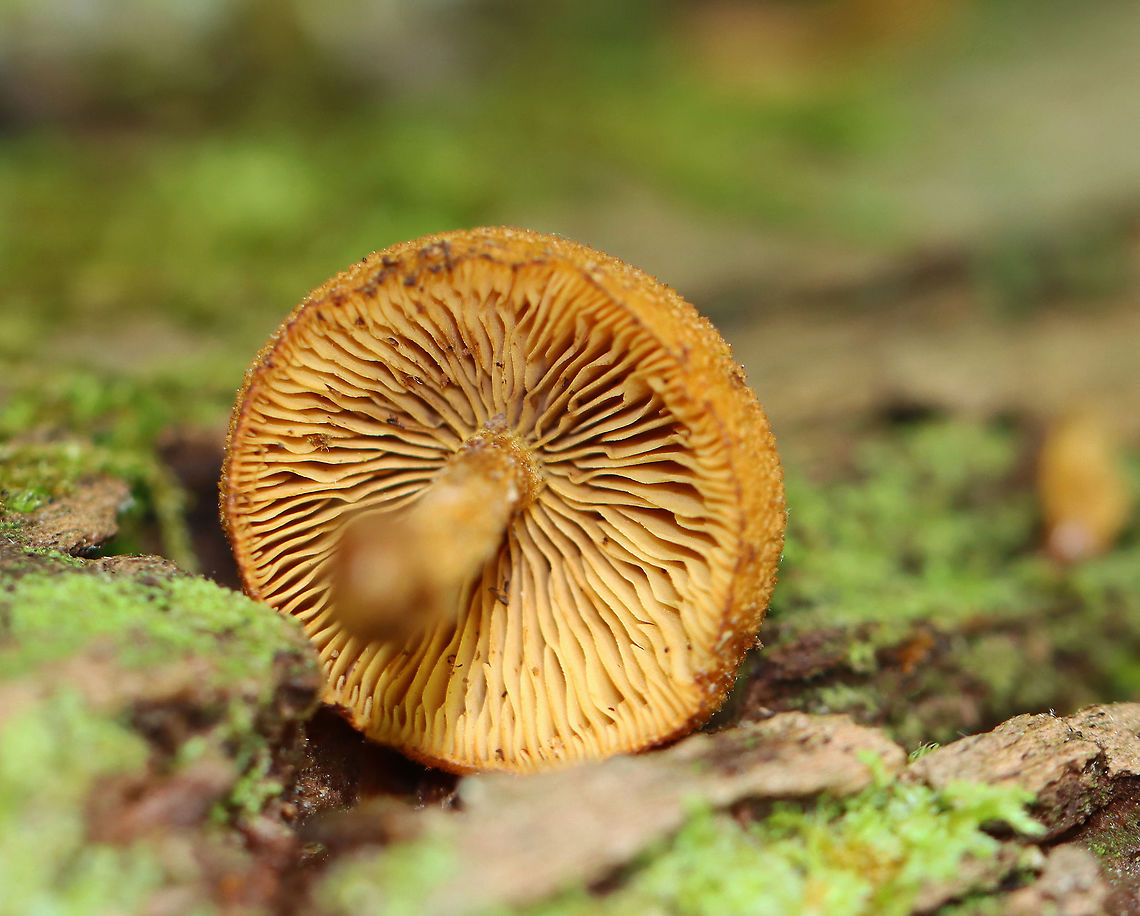 Flammulaster sp. Habitat: Growing on rotting, decorticated hardwood<br />
<figure class="photo"><a href="https://www.jungledragon.com/image/106280/flammulaster_sp.html" title="Flammulaster sp."><img src="https://s3.amazonaws.com/media.jungledragon.com/images/3232/106280_thumb.jpg?AWSAccessKeyId=05GMT0V3GWVNE7GGM1R2&Expires=1769040010&Signature=kdXZpR9FfJ%2FbZq7hWEYQ%2BkPSs5Y%3D" width="200" height="166" alt="Flammulaster sp. Habitat: Growing on rotting, decorticated hardwood<br />
https://www.jungledragon.com/image/106282/flammulaster_sp.html<br />
https://www.jungledragon.com/image/106281/flammulaster_sp.html Flammulaster,Geotagged,Spring,United States,fungi,fungus,mushroom" /></a></figure><br />
<figure class="photo"><a href="https://www.jungledragon.com/image/106281/flammulaster_sp.html" title="Flammulaster sp."><img src="https://s3.amazonaws.com/media.jungledragon.com/images/3232/106281_thumb.jpg?AWSAccessKeyId=05GMT0V3GWVNE7GGM1R2&Expires=1769040010&Signature=setV3tVzuIL7yPKpcL%2FXc4xa3iY%3D" width="116" height="152" alt="Flammulaster sp. Habitat: Growing on rotting, decorticated hardwood<br />
https://www.jungledragon.com/image/106280/flammulaster_sp.html<br />
https://www.jungledragon.com/image/106282/flammulaster_sp.html Geotagged,Spring,United States" /></a></figure> Geotagged,Spring,United States