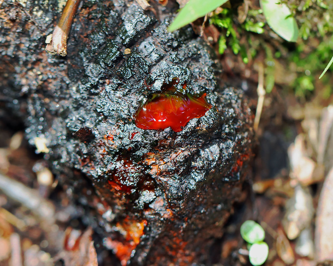 Fungal Guttation? I'm not sure what this is, but I'm assuming it's some kind of slime flux or fungal guttation?<br />
<br />
Habitat: Rotting wood Geotagged,Spring,United States,fungus,guttation
