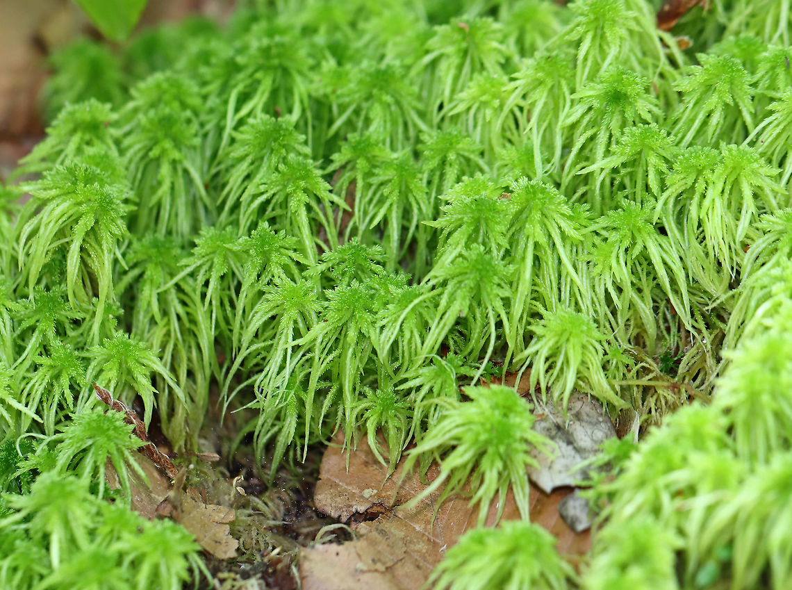 Spiky-bog Moss - Sphagnum squarrosum Habitat: Mixed forest Geotagged,Sphagnum,Sphagnum squarrosum,Spiky Bog-moss,Spring,United States,moss