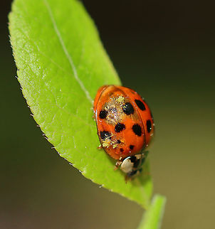 Green Beetle Hanger - Hesperomyces harmoniae This poor lady had a pretty bad beetle hanger infection.

Habitat: Meadow Geotagged,Green Beetle Hanger,Hesperomyces,Hesperomyces virescens,Spring,United States,beetle,fungus,ladybird beetle
