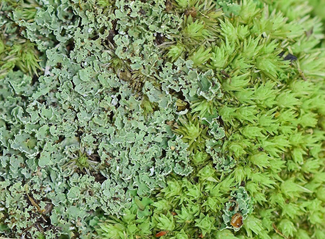 Cladonia coniocraea Habitat: Mesic forest Cladonia,Cladonia coniocraea,Common Powderhorn,Geotagged,Spring,United States,lichen