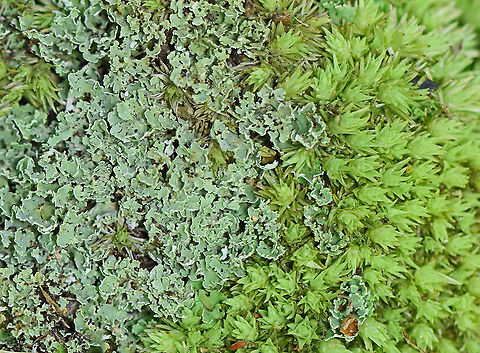 Cladonia coniocraea Habitat: Mesic forest Cladonia,Cladonia coniocraea,Common Powderhorn,Geotagged,Spring,United States,lichen