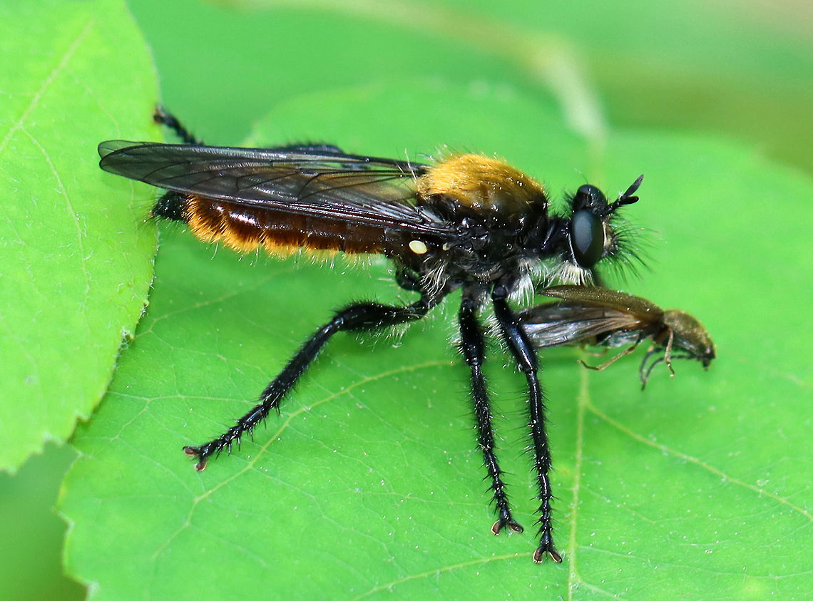 Bee-like Robber Fly - Laphria sericea complex Enjoying a beetle snack!<br />
<br />
**This species is part of a complex that cannot be separated without examining the male genitalia.<br />
<br />
Habitat: Mixed forest edge Bee-like Robber Fly,Diptera,Geotagged,Laphria,Laphria sericea,Laphria sericea complex,Spring,United States,fly,robber fly