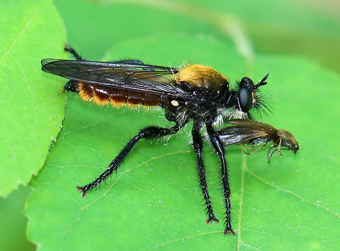 Bee-like Robber Fly - Laphria sericea complex Enjoying a beetle snack!

**This species is part of a complex that cannot be separated without examining the male genitalia.

Habitat: Mixed forest edge Bee-like Robber Fly,Diptera,Geotagged,Laphria,Laphria sericea,Laphria sericea complex,Spring,United States,fly,robber fly