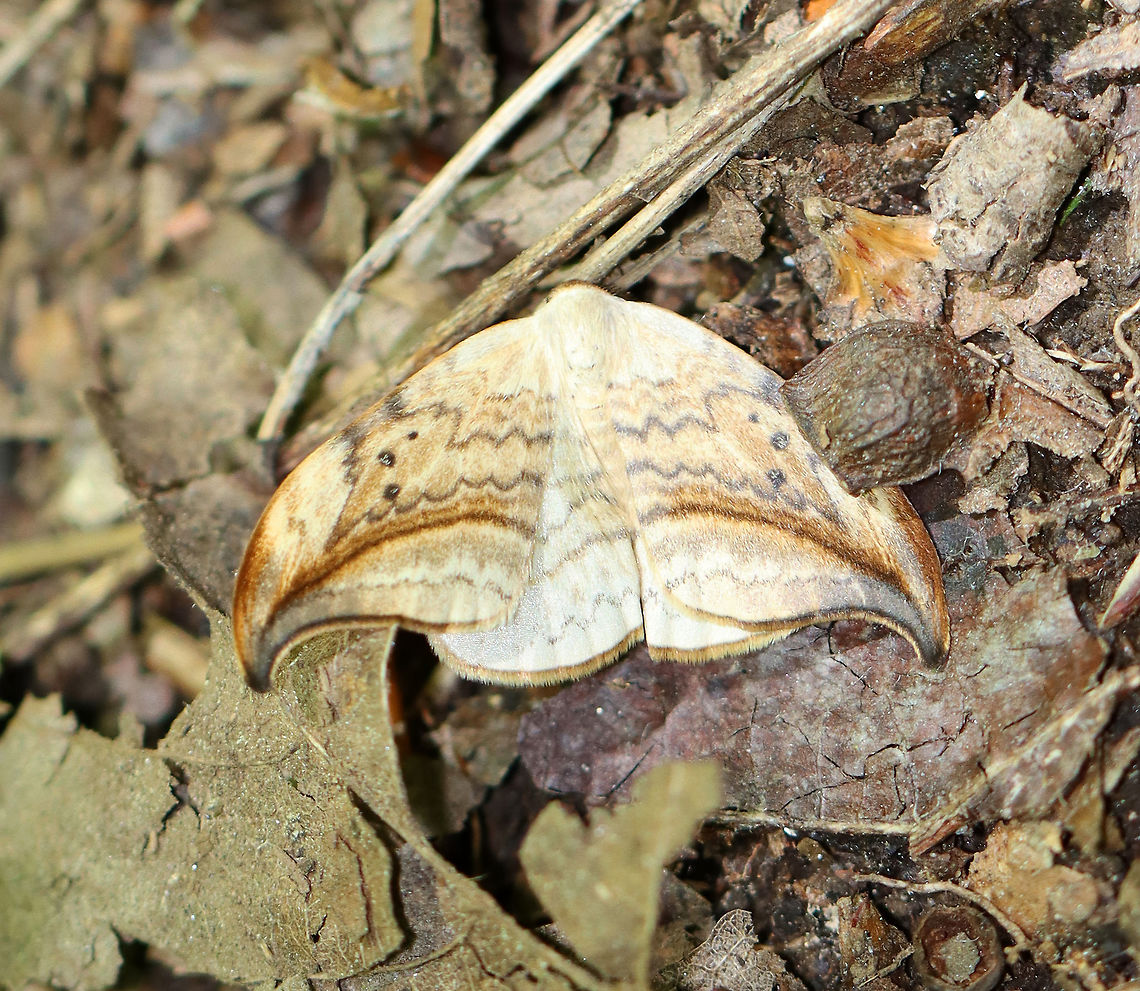 Arched Hooktip - Drepana arcuata Wingspan: ~ 40 mm. Rusty-edged subterminal line on hooked forewing curves toward the apex. Reniform spot has two dots. <br />
<br />
Habitat: Well-camouflaged in the leaf litter Arched hooktip,Drepana,Drepana arcuata,Geotagged,Spring,United States,moth