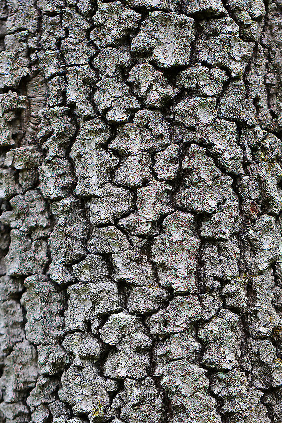 Eastern Black Oak Bark - Quercus velutina Black oak is widespread in eastern North America.<br />
<br />
Habitat: Mixed forest Eastern black oak,Geotagged,Quercus,Quercus velutina,Spring,United States,bark,oak