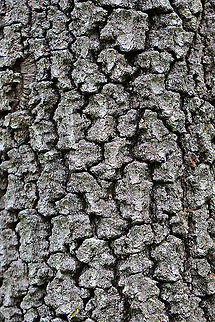 Eastern Black Oak Bark - Quercus velutina Black oak is widespread in eastern North America.

Habitat: Mixed forest Eastern black oak,Geotagged,Quercus,Quercus velutina,Spring,United States,bark,oak