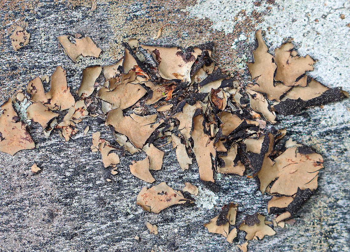Smooth Rock Tripe - Umbilicaria mammulata Large, brown foliose lichen with a black lower surface. It turns green when it gets wet. They ranged in size from about 1 - 9 cm in size. U. mammulata is one of the largest lichens in the world. The thallus can be up to 15cm in diameter.<br />
<br />
Habitat: Rock in a mixed forest Geotagged,Smooth Rock Tripe,Spring,Umbilicaria,Umbilicaria mammulata,United States,foliose lichen,lichen