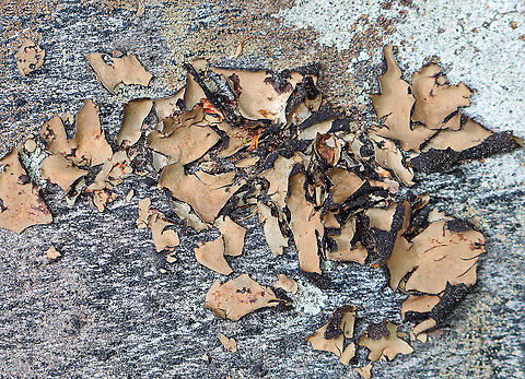 Smooth Rock Tripe - Umbilicaria mammulata Large, brown foliose lichen with a black lower surface. It turns green when it gets wet. They ranged in size from about 1 - 9 cm in size. U. mammulata is one of the largest lichens in the world. The thallus can be up to 15cm in diameter.

Habitat: Rock in a mixed forest Geotagged,Smooth Rock Tripe,Spring,Umbilicaria,Umbilicaria mammulata,United States,foliose lichen,lichen