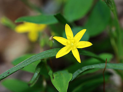 Yellow Star Grass - Hypoxis hirsuta Habitat: Forest edge Geotagged,Hypoxis,Hypoxis hirsuta,Spring,United States,Yellow star grass,flower,yellow