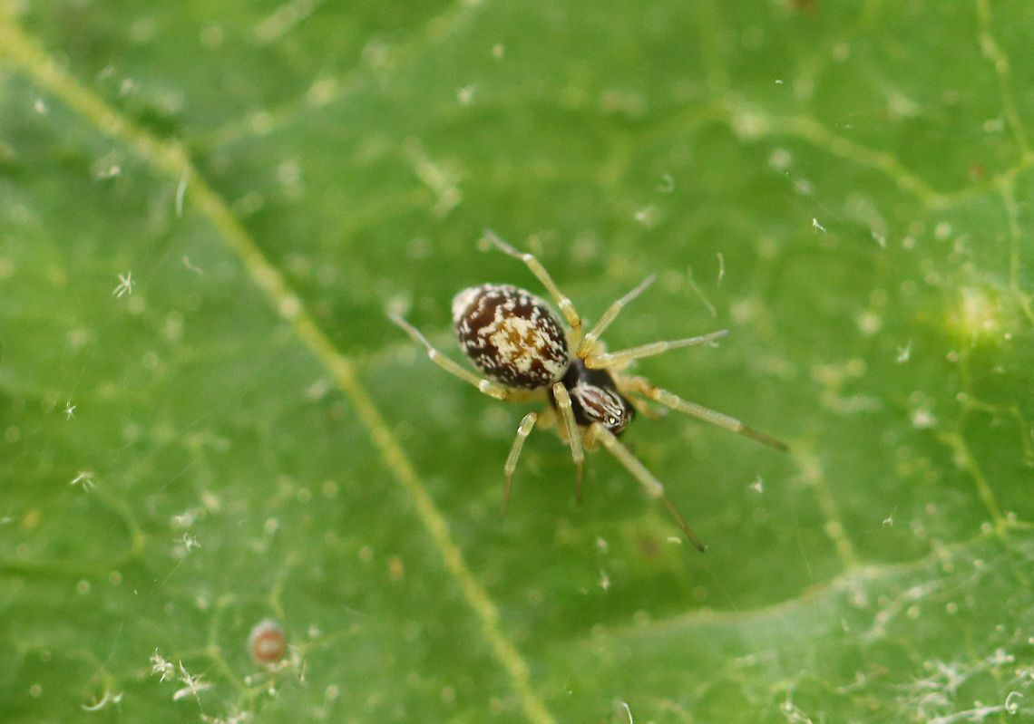 Spider - Order Araneae Habitat: Forest edge Araneae,Geotagged,Spring,United States,spider