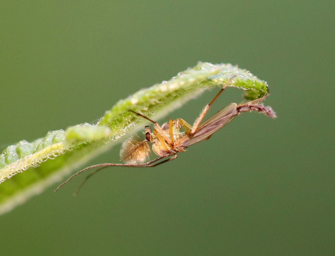 Midge - Chironomus sp. A handsome fella.<br />
<br />
Habitat: Rural garden Chironomus,Diptera,Geotagged,Spring,United States,fly,midge