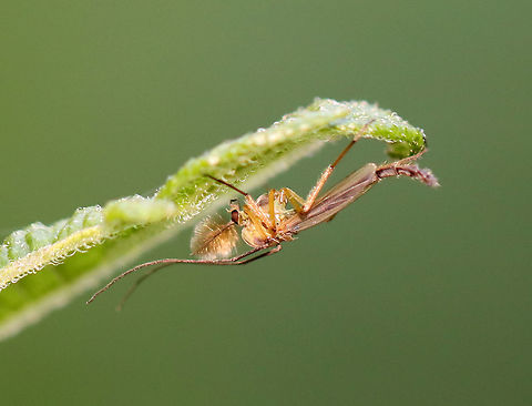 Midge - Chironomus sp. A handsome fella.

Habitat: Rural garden Chironomus,Diptera,Geotagged,Spring,United States,fly,midge