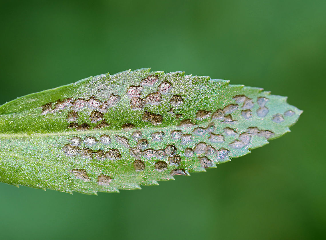 Plant Bug (Hemiptera) Feeding Damage on Garden Leaf Plant bugs feed by piercing leaves with their piercing mouthparts, injecting an enzyme into the leaf, and then sucking up the partially digested fluid. <br />
<br />
Habitat: Rural garden Geotagged,Spring,United States,feeding damage,leaf,signs of wildlife