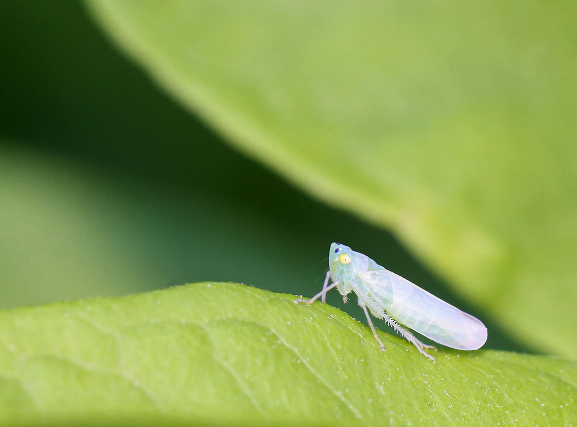 Leafhopper - Pagaronia minor Introduced to the northeastern US from Japan.<br />
<br />
Habitat: Rural garden Cicadellidae,Geotagged,Pagaronia,Pagaronia minor,Spring,United States,leafhopper