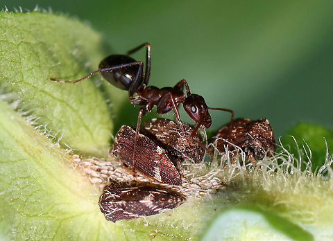 Treehoppers (Publilia concava) Being Tended by an Ant Treehoppers are often tended by ants as part of a mutualistic relationship. Treehoppers secrete honeydew, which is made mostly from excess plant sap that they consume. Ants "farm" the treehoppers for their honeydew. To do this, an ant grasps a treehopper and strokes it with its antennae. This causes a droplet of honeydew to appear at the tip of the treehopper&rsquo;s abdomen, which the ant then consumes. Both insects benefit from this mutualistic relationship: The ants get honeydew, and in return, they protect the treehoppers from predators.

Habitat: Rural garden Geotagged,Publilia concava,Spring,United States,ant,ant farmer,eggs,milking,treehopper
