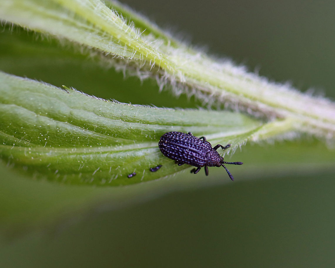 Leaf Beetle - Microrhopala excavata This beetle had fantastically pitted elytra. <br />
<br />
*The black, poop-like things are indeed poop<br />
<br />
Habitat: Garden<br />
<figure class="photo"><a href="https://www.jungledragon.com/image/106450/leaf_beetle_-_microrhopala_excavata.html" title="Leaf Beetle - Microrhopala excavata"><img src="https://s3.amazonaws.com/media.jungledragon.com/images/3232/106450_thumb.jpg?AWSAccessKeyId=05GMT0V3GWVNE7GGM1R2&Expires=1769040010&Signature=jsKAgnQaLgUjYLb6hCnzaNvTaqA%3D" width="200" height="150" alt="Leaf Beetle - Microrhopala excavata This beetle had fantastically pitted elytra.<br />
<br />
*The black, poop-like things are indeed poop<br />
<br />
Habitat: Garden<br />
https://www.jungledragon.com/image/106449/leaf_beetle_-_microrhopala_excavata.html Geotagged,Microrhopala excavata,Spring,United States" /></a></figure> Geotagged,Microrhopala,Microrhopala excavata,Spring,United States,beetle,leaf beetle