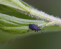 Leaf Beetle - Microrhopala excavata This beetle had fantastically pitted elytra. <br />
<br />
*The black, poop-like things are indeed poop<br />
<br />
Habitat: Garden<br />
https://www.jungledragon.com/image/106450/leaf_beetle_-_microrhopala_excavata.html Geotagged,Microrhopala,Microrhopala excavata,Spring,United States,beetle,leaf beetle