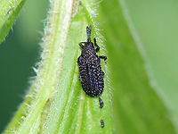 Leaf Beetle - Microrhopala excavata This beetle had fantastically pitted elytra.<br />
<br />
*The black, poop-like things are indeed poop<br />
<br />
Habitat: Garden<br />
https://www.jungledragon.com/image/106449/leaf_beetle_-_microrhopala_excavata.html Geotagged,Microrhopala excavata,Spring,United States