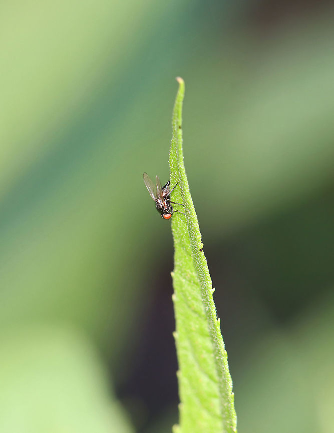 Tiny fly - Family Lonchaeidae? Possibly something in the family  Lonchaeidae.<br />
<br />
Habitat: Garden<br />
<figure class="photo"><a href="https://www.jungledragon.com/image/106453/tiny_fly_-_family_lonchaeidae.html" title="Tiny fly - Family Lonchaeidae?"><img src="https://s3.amazonaws.com/media.jungledragon.com/images/3232/106453_thumb.jpg?AWSAccessKeyId=05GMT0V3GWVNE7GGM1R2&Expires=1759968010&Signature=953BeTeUVXMsUy2ZnXTfBkZaU8k%3D" width="200" height="154" alt="Tiny fly - Family Lonchaeidae? Possibly something in the family Lonchaeidae.<br />
<br />
Habitat: Garden<br />
https://www.jungledragon.com/image/106451/tiny_fly_-_family_lonchaeidae.html Geotagged,Spring,United States" /></a></figure> Diptera,Geotagged,Lonchaeidae,Spring,United States,fly