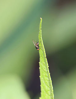Tiny fly - Family Lonchaeidae? Possibly something in the family  Lonchaeidae.

Habitat: Garden
https://www.jungledragon.com/image/106453/tiny_fly_-_family_lonchaeidae.html Diptera,Geotagged,Lonchaeidae,Spring,United States,fly