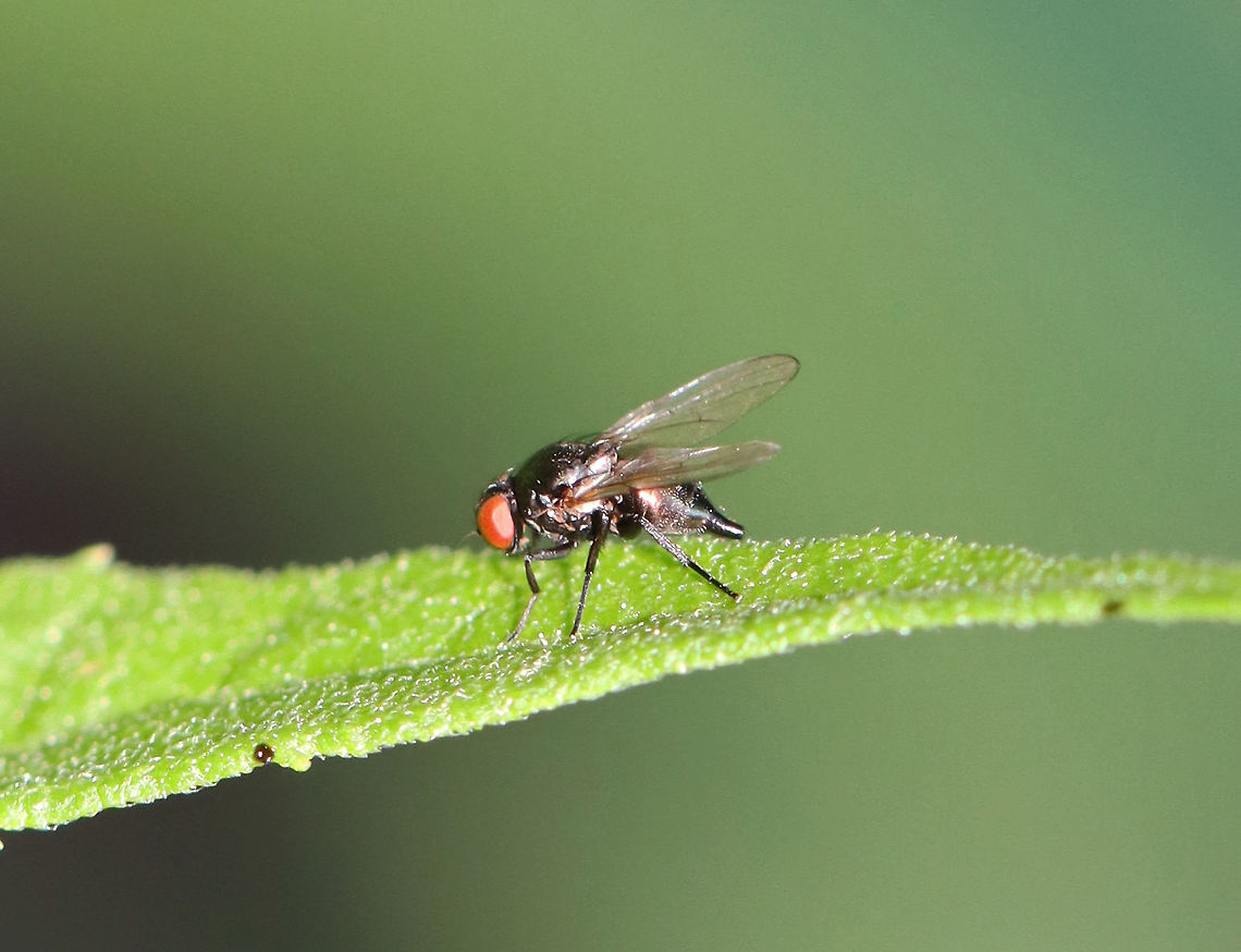 Tiny fly - Family Lonchaeidae? Possibly something in the family Lonchaeidae.<br />
<br />
Habitat: Garden<br />
<figure class="photo"><a href="https://www.jungledragon.com/image/106451/tiny_fly_-_family_lonchaeidae.html" title="Tiny fly - Family Lonchaeidae?"><img src="https://s3.amazonaws.com/media.jungledragon.com/images/3232/106451_thumb.jpg?AWSAccessKeyId=05GMT0V3GWVNE7GGM1R2&Expires=1769040010&Signature=4I57Jo%2FeLHcWirNorORlvakJSCY%3D" width="118" height="152" alt="Tiny fly - Family Lonchaeidae? Possibly something in the family  Lonchaeidae.<br />
<br />
Habitat: Garden<br />
https://www.jungledragon.com/image/106453/tiny_fly_-_family_lonchaeidae.html Diptera,Geotagged,Lonchaeidae,Spring,United States,fly" /></a></figure> Geotagged,Spring,United States