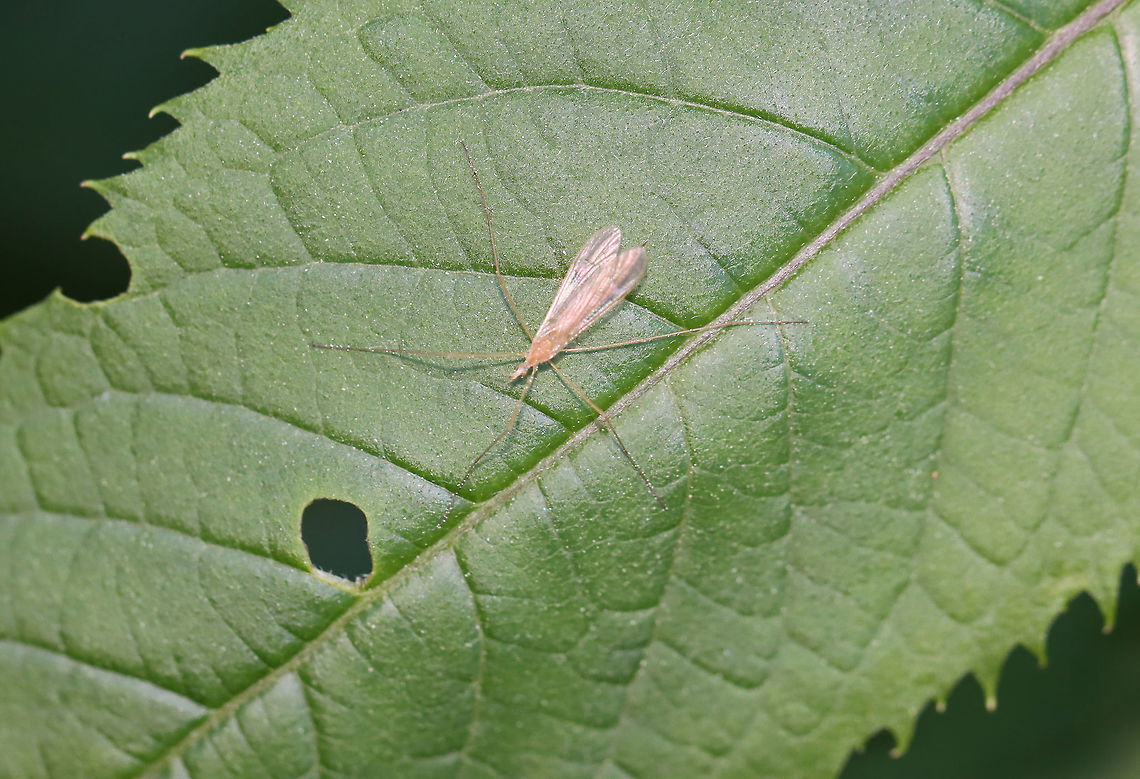 Crane Fly - Family Limoniidae Habitat: Garden Geotagged,Limoniidae,Spring,United States,crane fly,fly