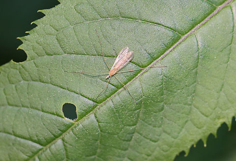 Crane Fly - Family Limoniidae Habitat: Garden Geotagged,Limoniidae,Spring,United States,crane fly,fly