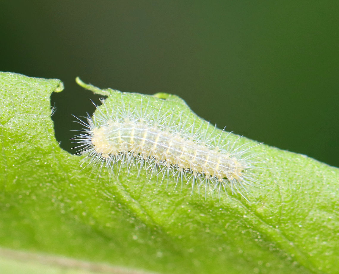 Plume Moth Caterpillar (Pterophoridae) on Joe Pye Weed (Eutrochium sp.) Habitat: Feasting on Joe Pye weed in a rural garden<br />
<br />
Maybe a different instar?? They were intermixed, feeding together on the leaves.<br />
<figure class="photo"><a href="https://www.jungledragon.com/image/106568/plume_moth_caterpillar_pterophoridae_on_joe_pye_weed_eutrochium_sp.html" title="Plume Moth Caterpillar (Pterophoridae) on Joe Pye Weed (Eutrochium sp.)"><img src="https://s3.amazonaws.com/media.jungledragon.com/images/3232/106568_thumb.jpg?AWSAccessKeyId=05GMT0V3GWVNE7GGM1R2&Expires=1759968010&Signature=scuykVXwlbQCC1y6KU5jIL5d8Kw%3D" width="200" height="134" alt="Plume Moth Caterpillar (Pterophoridae) on Joe Pye Weed (Eutrochium sp.) Habitat: Feasting on Joe Pye weed in a rural garden<br />
<br />
I think this is a different instar from the same genus, maybe the same species:<br />
https://www.jungledragon.com/image/106559/plume_moth_caterpillar_pterophoridae_on_joe_pye_weed_eutrochium_sp.html Geotagged,Pterophoridae,Spring,United States,caterpillar,larva,plume moth larva" /></a></figure> Eutrochium,Eutrochium dubium,Geotagged,Joe Pye Weed,Spring,United States,caterpillar,larva,plume moth,plume moth caterpillar