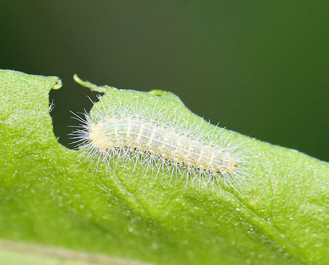 Plume Moth Caterpillar (Pterophoridae) on Joe Pye Weed (Eutrochium sp.) Habitat: Feasting on Joe Pye weed in a rural garden

Maybe a different instar?? They were intermixed, feeding together on the leaves.
https://www.jungledragon.com/image/106568/plume_moth_caterpillar_pterophoridae_on_joe_pye_weed_eutrochium_sp.html Eutrochium,Eutrochium dubium,Geotagged,Joe Pye Weed,Spring,United States,caterpillar,larva,plume moth,plume moth caterpillar