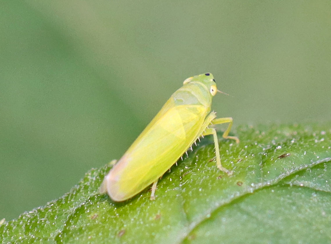 Leafhopper - Pagaronia minor Habitat: Garden Geotagged,Pagaronia,Pagaronia minor,Spring,United States,hopper,leafhopper
