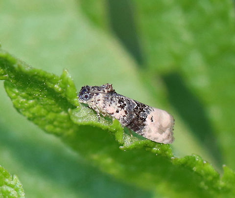 Pink-washed Leafroller - Hedya separatana TL: ~7-8 mm. Pinkish FW with blue-gray edging and irregular AM and median bands. Black discal spot.

Habitat: Garden
https://www.jungledragon.com/image/106567/pink-washed_leafroller_-_hedya_separatana.html Geotagged,Hedya,Hedya separatana,Pink-washed Leafroller,Spring,United States,moth