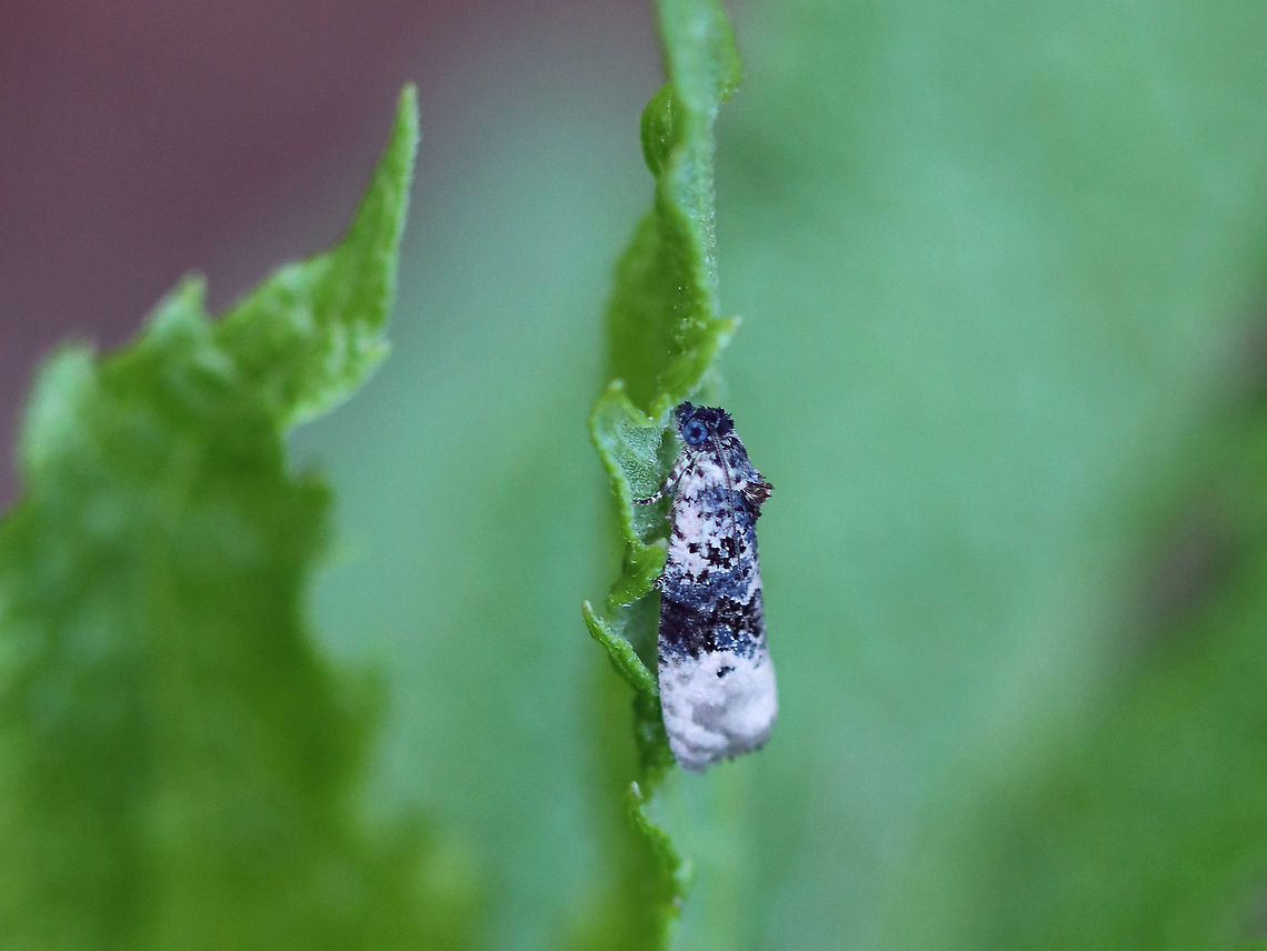 Pink-washed Leafroller - Hedya separatana TL: ~7-8 mm. Pinkish FW with blue-gray edging and irregular AM and median bands. Black discal spot.<br />
<br />
Habitat: Garden<br />
<figure class="photo"><a href="https://www.jungledragon.com/image/106566/pink-washed_leafroller_-_hedya_separatana.html" title="Pink-washed Leafroller - Hedya separatana"><img src="https://s3.amazonaws.com/media.jungledragon.com/images/3232/106566_thumb.jpg?AWSAccessKeyId=05GMT0V3GWVNE7GGM1R2&Expires=1759968010&Signature=8DWXhLjHUp%2BV6F3ZP116Ya7a3KA%3D" width="200" height="170" alt="Pink-washed Leafroller - Hedya separatana TL: ~7-8 mm. Pinkish FW with blue-gray edging and irregular AM and median bands. Black discal spot.<br />
<br />
Habitat: Garden<br />
https://www.jungledragon.com/image/106567/pink-washed_leafroller_-_hedya_separatana.html Geotagged,Hedya,Hedya separatana,Pink-washed Leafroller,Spring,United States,moth" /></a></figure> Geotagged,Hedya separatana,Pink-washed Leafroller,Spring,United States
