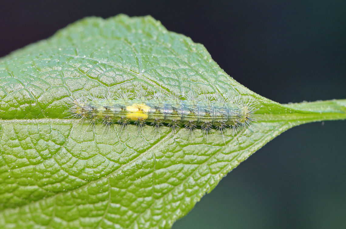 Plume Moth Caterpillar (Pterophoridae) on Joe Pye Weed (Eutrochium sp.) Habitat: Feasting on Joe Pye weed in a rural garden<br />
<br />
I think this is a different instar from the same genus, maybe the same species:<br />
<figure class="photo"><a href="https://www.jungledragon.com/image/106559/plume_moth_caterpillar_pterophoridae_on_joe_pye_weed_eutrochium_sp.html" title="Plume Moth Caterpillar (Pterophoridae) on Joe Pye Weed (Eutrochium sp.)"><img src="https://s3.amazonaws.com/media.jungledragon.com/images/3232/106559_thumb.jpg?AWSAccessKeyId=05GMT0V3GWVNE7GGM1R2&Expires=1769040010&Signature=6Iy3aZR05sNI%2FuF8h%2B01RE2vaVM%3D" width="200" height="162" alt="Plume Moth Caterpillar (Pterophoridae) on Joe Pye Weed (Eutrochium sp.) Habitat: Feasting on Joe Pye weed in a rural garden<br />
<br />
Maybe a different instar?? They were intermixed, feeding together on the leaves.<br />
https://www.jungledragon.com/image/106568/plume_moth_caterpillar_pterophoridae_on_joe_pye_weed_eutrochium_sp.html Eutrochium,Eutrochium dubium,Geotagged,Joe Pye Weed,Spring,United States,caterpillar,larva,plume moth,plume moth caterpillar" /></a></figure> Geotagged,Pterophoridae,Spring,United States,caterpillar,larva,plume moth larva