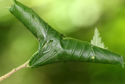 Leaf Shelter Leaf shelter/leaf roller on Elm (Ulmus sp.)

Habitat: Deciduous forest
https://www.jungledragon.com/image/106570/leaf_shelter_inside_-_moldy_frass.html Elm,Geotagged,Spring,Ulmus,United States,leaf roller,leaf shelter