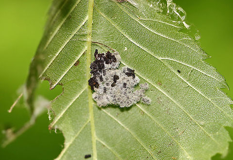 Leaf Shelter Inside - Moldy Frass This is what was inside the leaf shelter. I think it's just moldy frass.

Habitat: Deciduous forest
https://www.jungledragon.com/image/106569/leaf_shelter.html Geotagged,Leaf Shelter,Spring,Ulmus,United States,elm,frass,fungus,leaf roller