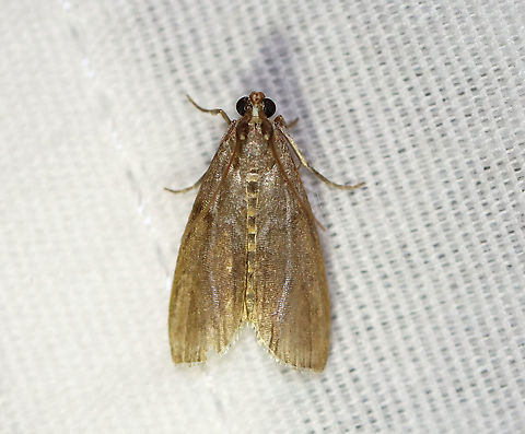 Oreana unicolorella Habitat: Attracted to a 395 nm LED light in a semi-rural area

2020(205) Geotagged,Moth Week 2020,Oreana,Oreana unicolorella,Summer,United States,moth