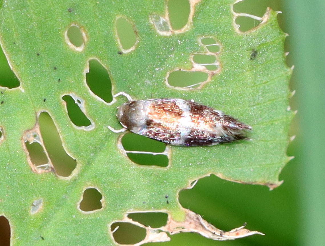 Micro Moth - Elachista sp. Tiny moth on a white clover (Trifolium repens) leaf.<br />
<br />
Habitat: Pondside Elachista,Geotagged,Summer,United States,clover,moth,white clover