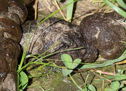 Fly (Muscidae?) on Scat (Bobcat or Coyote) I haven't yet been able to ID this fly. The scat is bobcat, I think...it was quite segmented and had lots of fur. Could also be coyote. I didn't notice any scrapes.

Habitat: Swamp edge in a mixed forest Geotagged,Spring,United States,fly,muscidae,poop,scat
