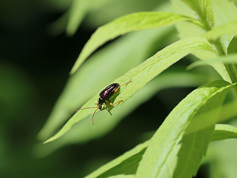 Gaurotes cyanipennis TL: ~10ish mm. This species has 2 color variations: purple or green. This individual was shiny purple with yellowish orange legs.  They can be easily distinguished by their coloration and the bulging process between their middle legs.

Habitat: It stopped to rest briefly on some pondside vegetation in a deciduous forest
https://www.jungledragon.com/image/106633/gaurotes_cyanipennis.html Gaurotes,Gaurotes cyanipennis,Geotagged,Spring,United States,cerambycidae