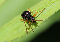 Gaurotes cyanipennis TL: ~10ish mm. This species has 2 color variations: purple or green. This individual was shiny purple with yellowish orange legs. They can be easily distinguished by their coloration and the bulging process between their middle legs.<br />
<br />
Habitat: It stopped to rest briefly on some pondside vegetation in a deciduous forest<br />
https://www.jungledragon.com/image/106632/gaurotes_cyanipennis.html Gaurotes,Gaurotes cyanipennis,Geotagged,Spring,United States,beetle