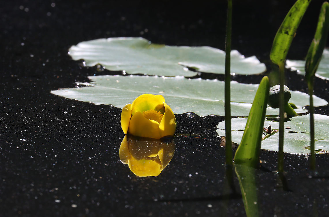 Variegated Pond Lily - Nuphar variegata The surface of this pond was covered in pollen!<br />
<br />
Habitat: Woodland pond Geotagged,Nuphar,Nuphar variegata,Spring,United States,Variegated pond-lily,water lily