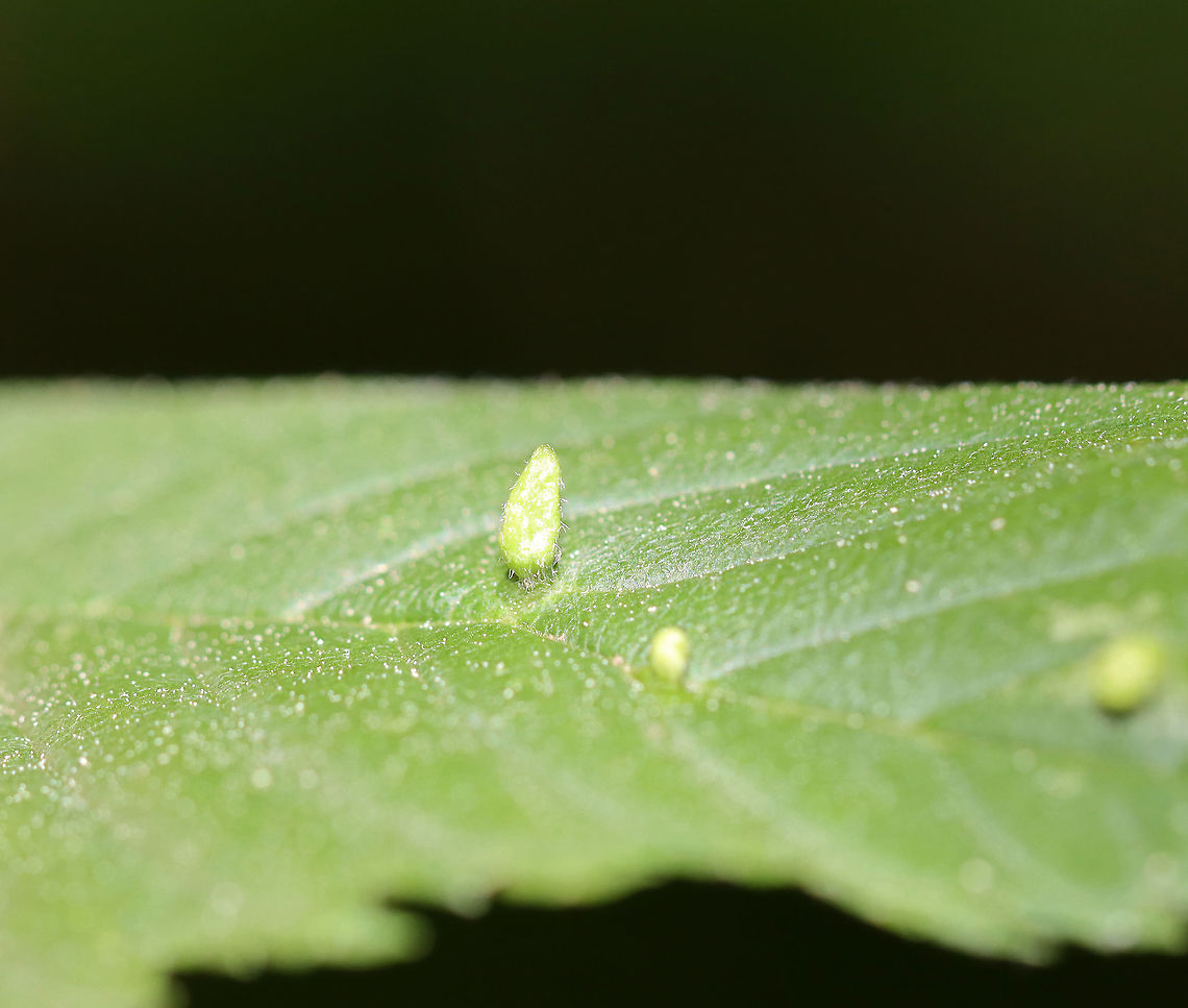 Gall (Tetraneura sp.?) on Elm (Ulmus sp.) Maybe a Tetraneura sp. gall?<br />
<br />
Habitat: Elm leaf; deciduous forest Geotagged,Spring,Tetraneura,Ulmus,United States,elm,gall