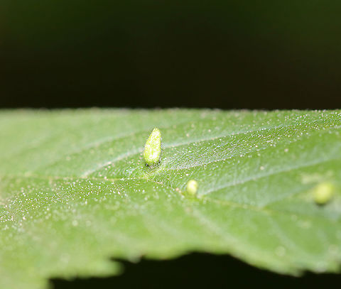 Gall (Tetraneura sp.?) on Elm (Ulmus sp.) Maybe a Tetraneura sp. gall?

Habitat: Elm leaf; deciduous forest Geotagged,Spring,Tetraneura,Ulmus,United States,elm,gall